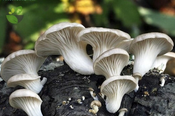 Nấm sò là một sát thủ thực sự khi giết mổ không gớm tay với mớ tuyến trùng trong cùng môi trường sống này.