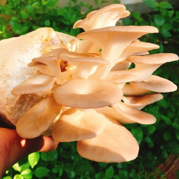 Sau đó mới là phần kinh dị, nấm sò luồn các sợi tơ vào miệng của chúng, sau đó giải phóng protein có tác dụng phân hủy. Cuối cùng, nó chỉ việc thong thả nhấm nháp cơ thể con mồi từ bên trong ra đến tận bên ngoài.