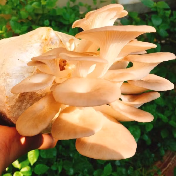 Sau đó mới là phần kinh dị, nấm sò luồn các sợi tơ vào miệng của chúng, sau đó giải phóng protein có tác dụng phân hủy. Cuối cùng, nó chỉ việc thong thả nhấm nháp cơ thể con mồi từ bên trong ra đến tận bên ngoài.