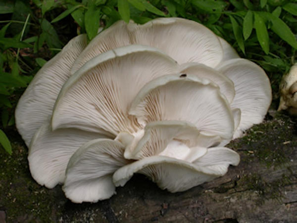 Khi một vòng tròn phân tử hình thành, nó sẽ đục lỗ qua màng tế bào hệt như chúng ta dùng khuôn tạo hình bánh quy mà cắt qua miếng bột bánh vậy. Nhưng "chiếc khuôn" này chỉ rộng có 8 nanomet mà thôi.