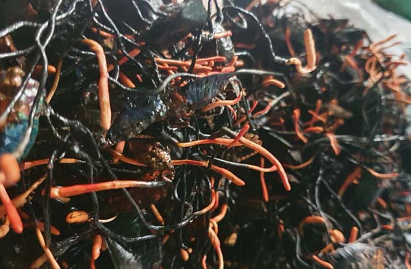 Đông trùng hạ thảo bọ xít tự nhiên hiện mới chỉ phát hiện ra ở 2 nơi của Việt Nam, đó là Vườn Quốc gia Hoàng Liên và vùng núi cao Đà Lạt (Lâm Đồng).