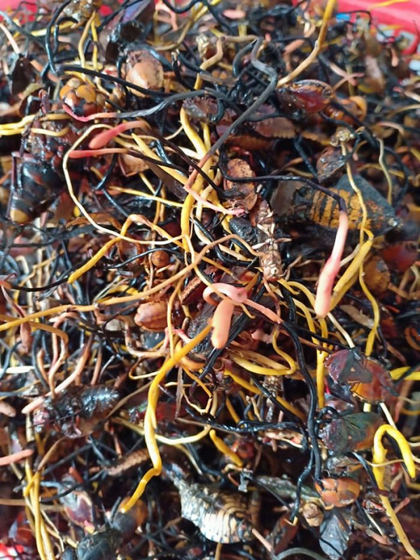 Trong đông trùng hạ thảo còn có các loại vitamin và một số dưỡng chất khác giúp cơ thể tăng cường hàng rào miễn dịch, chống lại sự xâm nhập của vi khuẩn, virus gây bệnh, phù hợp để phòng ngừa và chữa trị bệnh ung thư.