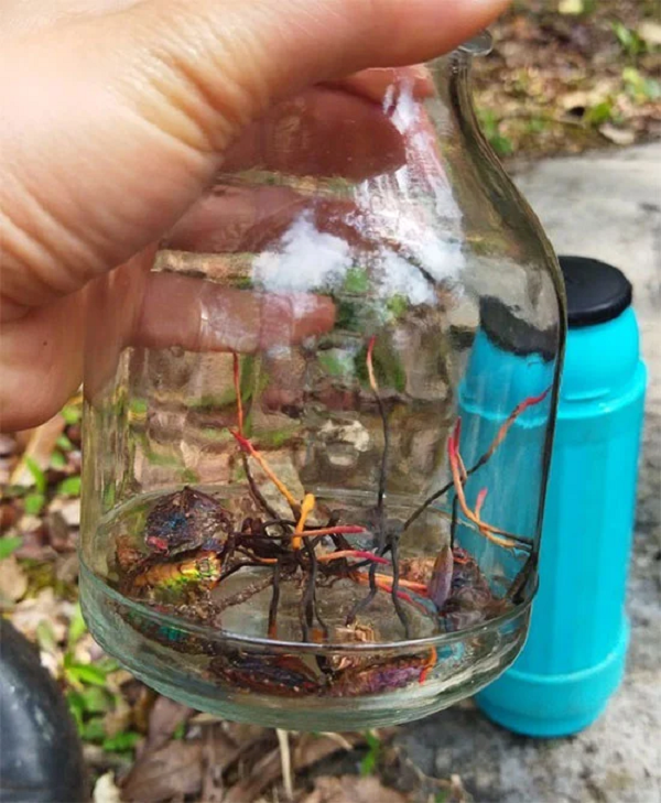 Đông trùng hạ thảo bọ xít trưởng thành có độ cao khoảng 10 đến 20cm. Đặc biệt, loài đông trùng hạ thảo này có công dụng không hề thua kém so với đông trùng hạ thảo Tây Tạng (Trung Quốc).