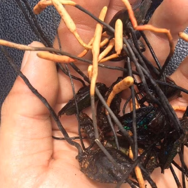 Đợi khi thời tiết ấm áp, bắt đầu sinh sôi, nảy nở và chồi lên khỏi mặt đất để trở thành một cây nấm trưởng thành bắt đầu vòng đời tiếp theo, phát tán bào tử nấm đi khắp mọi nơi.