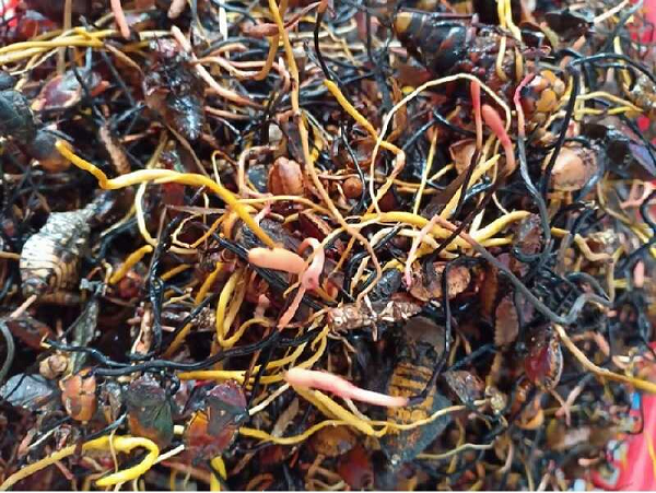 Thành phần Cordycepin trong đông trùng hạ thảo bọ xít chỉ xuất hiện ở những thảo dược quý hiếm. Cordycepin có tác dụng ức chế sự phân hạch của tế bào ung thư, làm chậm quá trình di căn của khối u ác tính.