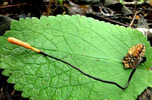 Riêng với chị em phụ nữ, đông trùng hạ thảo còn giúp chống lão hóa và tái tạo làn da, góp phần giảm nếp nhăn, giảm sạm nám hiệu quả.