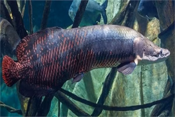 Với kích cỡ “khủng” của mình, cá hải tượng long còn được biết đến với biệt danh “quái vật sông Amazon”.