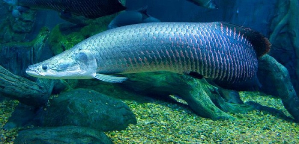 Xác của cá hải tượng long phát hiện trong công viên Jaycee ở Cape Coral, bên bờ sông Caloosahatchee, đổ vào vịnh Mexico ở phía tây Florida.