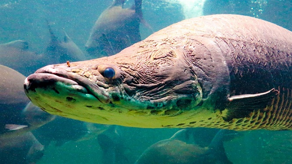 Loài "quái vật sông Amazon" sở hữu một số đặc điểm rất đặc biệt. Chúng sinh sản ở khu vực cụ thể, dành nhiều thời gian và năng lượng chăm con non cho tới khi dài 1,5 m và ít nhất 3 - 5 năm tuổi.