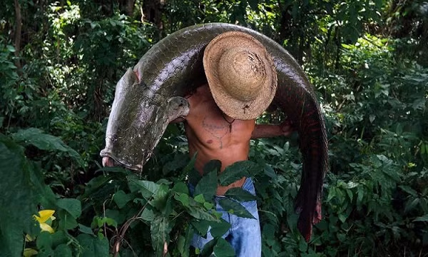 Hải tượng long (có tên khoa học là Arapaima) là loài cá nước ngọt có nguồn gốc từ vùng Nam Mỹ. Con trưởng thành có thể đạt độ dài hơn 2 mét, nhiều con thậm chí đạt đến 2,5 mét và nặng hơn 100kg và nặng nhất có thể lên đến tận 200kg.