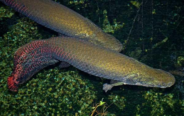 Loài cá này thường được đánh bắt để làm thực phẩm và được xem là một trong những món đặc sản tại các nước nhiệt đới Nam Mỹ. Tuy nhiên, vì đánh bắt quá nhiều nên trong tự nhiên, ngày càng hiếm những con hải tượng long có kích cỡ lớn như trước đây.