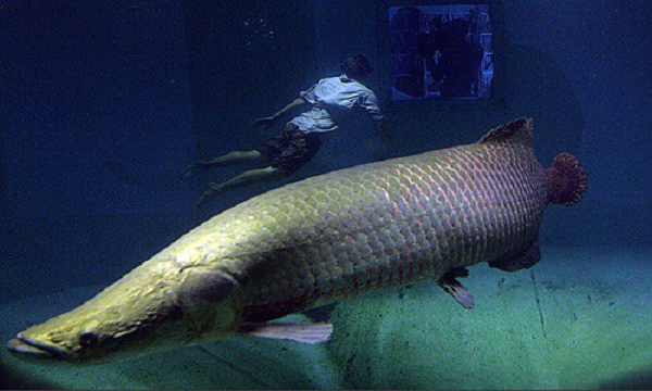 Cá hải tượng long thông thường có vảy màu ánh xanh và đuôi đỏ, nhưng con cá chết chuyển thành màu trắng do quá trình phân hủy. 