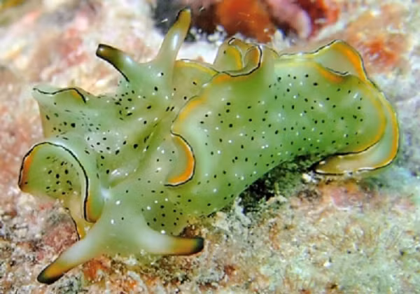 Ngoài ra còn có câu hỏi quan trọng là tại sao chúng làm điều này, từ vị trí nào của đầu, và những dấu hiệu nào có thể kích hoạt quá trình. Đây có thể xem là khả năng phục hồi cơ thể tới mức chưa từng thấy.