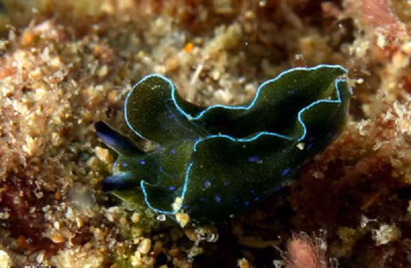 Trong vòng vài ngày, vết thương ở sau đầu liền lại. Đầu của những con sên tương đối non bắt đầu ăn tảo trong vòng vài giờ. Chúng bắt đầu tái tạo tim trong vòng một tuần. Trong vòng khoảng ba tuần, quá trình tái tạo sẽ hoàn tất.