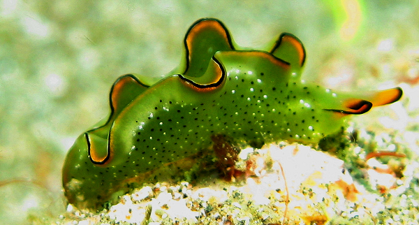 Các nhà nghiên cứu cũng không biết tín hiệu tức thời nào khiến sên biển phải bỏ đi phần còn lại của cơ thể. Đây là những lĩnh vực cần nghiên cứu trong tương lai.