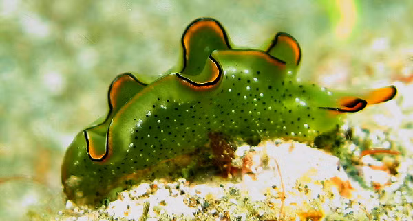 Các nhà nghiên cứu cũng không biết tín hiệu tức thời nào khiến sên biển phải bỏ đi phần còn lại của cơ thể. Đây là những lĩnh vực cần nghiên cứu trong tương lai.