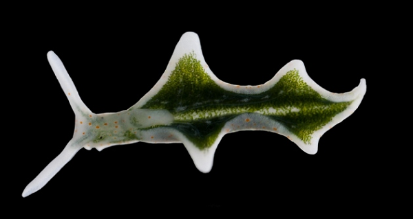 Nó dường như là kết quả của quá trình tự cắt bỏ, tách ra một bộ phận cơ thể theo chủ đích.