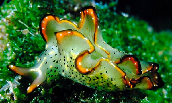 Hai nhà nghiên cứu Mitoh và Yusa không chắc chắn vì sao sên biển lại làm được điều đó. Tuy nhiên, Mitoh nói, họ nghi ngờ phải có các tế bào giống như tế bào gốc ở phần cổ bị cắt có khả năng tái tạo cơ thể.