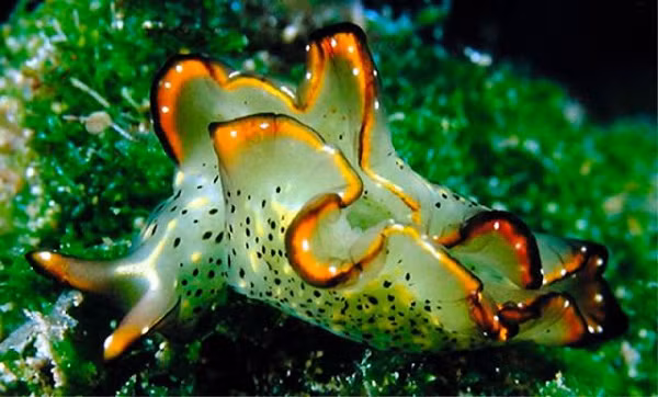 Hai nhà nghiên cứu Mitoh và Yusa không chắc chắn vì sao sên biển lại làm được điều đó. Tuy nhiên, Mitoh nói, họ nghi ngờ phải có các tế bào giống như tế bào gốc ở phần cổ bị cắt có khả năng tái tạo cơ thể.