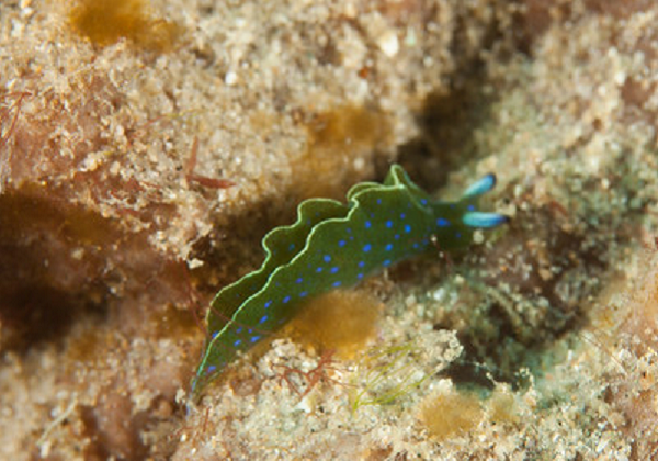 Tuy nhiên khám phá đáng kinh ngạc về loài sên biển này đã khiến các nhà nghiên cứu bất ngờ. Họ đang nuôi những con sên trong phòng thí nghiệm để nghiên cứu tập tính sinh học của chúng, thì một ngày nọ, họ phát hiện ra cảnh tượng kỳ lạ khi thấy một cái đầu quái dị đang tự bò xung quanh.