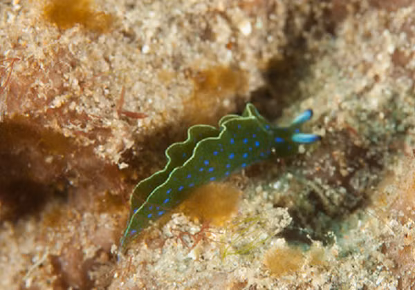 Tuy nhiên khám phá đáng kinh ngạc về loài sên biển này đã khiến các nhà nghiên cứu bất ngờ. Họ đang nuôi những con sên trong phòng thí nghiệm để nghiên cứu tập tính sinh học của chúng, thì một ngày nọ, họ phát hiện ra cảnh tượng kỳ lạ khi thấy một cái đầu quái dị đang tự bò xung quanh.