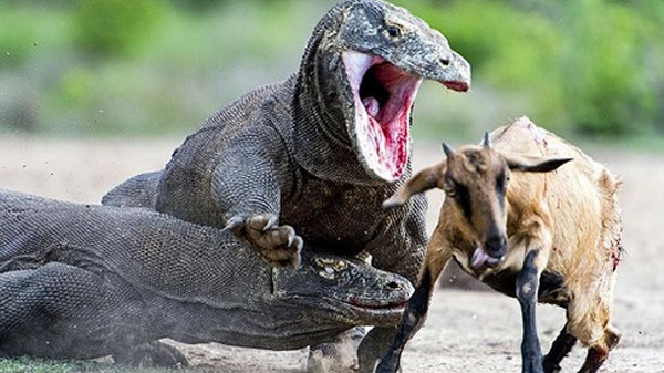 Rồng Komodo lần đầu tiên được ghi lại bởi các nhà khoa học phương Tây vào năm 1910. Tại Indonesia chúng là loại động vật được bảo vệ, và có hẳn 1 vườn quốc gia mang tên loài động vật này.