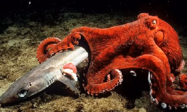 Không giống các động vật thân mềm khác, phần lớn cấu trúc cơ thể của chúng không xương và không có vỏ cứng bên ngoài. Vì vậy, chúng có thể len lỏi qua các khe đá dưới lòng đại dương một cách dễ dàng.