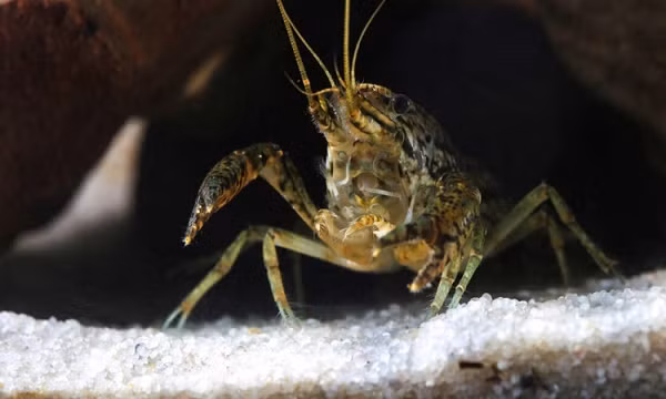 Đến năm 2003, các nhà khoa học mới xác nhận loài tôm có khả năng tự nhân bản. Và vào thời điểm đó, đây không còn chỉ là một loài động vật thủy sinh nữa mà nó đã bắt đầu hành trình "thống trị thế giới".