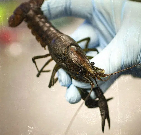 Các chuyên gia từ Trung tâm nghiên cứu ung thư Đức đã thử phân tích bộ gene của 11 con tôm, để xem lý do vì sao chúng có thể tăng số lượng nhanh đến thế. Kết quả, toàn bộ 11 con tôm đều có chung một bộ gene - chứng tỏ chúng ra đời nhờ nhân bản vô tính từ một cá thể duy nhất.