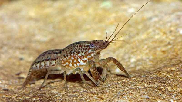 Tôm càng cẩm thạch nổi lên như một loài xâm lấn bắt nguồn từ giữa những năm 1990. Vào thời điểm đó, một người nuôi cá cảnh ở Đức đã mua một con tôm càng lớn mà ông gọi là tôm càng Texas.