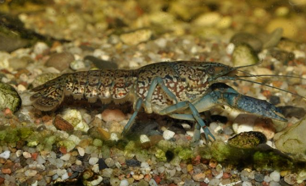 Theo Gerhard Scholtz - chuyên gia sinh học tiến hóa tại ĐH Humboldt (Berlin, Đức): "Lũ tôm này là một loài khá nguy hại". Lý do vì chúng sinh sản quá nhanh, đồng thời gây nguy hiểm cho động vật bản địa vì bản tính hung dữ.