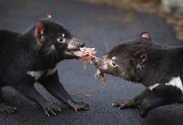 Khi thí nghiệm trên 25 loại vi khuẩn và 6 tổ hợp nấm khác nhau thì 6 biến thể này có thể tiêu diệt được vi khuẩn tụ cầu vàng – nguyên nhân của ngộ độc thực phẩm, viêm phổi, sốc độc tố, và tràng cầu khuẩn – nguyên nhân gây nhiễm trùng hệ tiết niệu và viêm màng não.