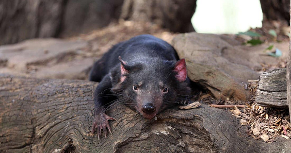 Chính căn bệnh này đã khiến quần thể quỷ Tasmania hiếm hoi còn sót lại trên đảo Tasmania, ngoài khơi phía Nam của Australia, giảm xuống chỉ còn 25.000 con.