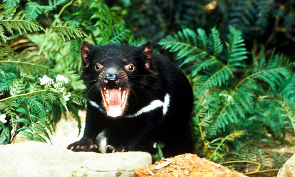 Là loài ăn xác thối, quỷ Tasmania đóng vai trò quan trọng trong việc duy trì một hệ sinh thái lành mạnh, cân bằng - đó là lý do tại sao các nhà khoa học đã cố gắng rất nhiều để đưa chúng trở lại.