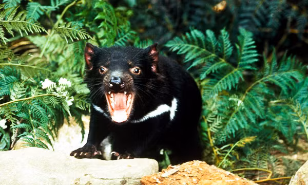Là loài ăn xác thối, quỷ Tasmania đóng vai trò quan trọng trong việc duy trì một hệ sinh thái lành mạnh, cân bằng - đó là lý do tại sao các nhà khoa học đã cố gắng rất nhiều để đưa chúng trở lại.