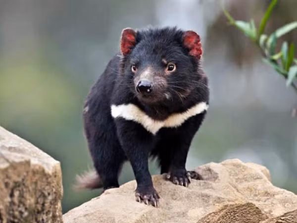 Tuy nhiên, các nghiên cứu gần đây lại cho thấy, chính các hành động của con người mới là nguyên nhân chủ yếu khiến quỷ Tasmania biến mất khỏi Australia hàng thiên niên kỷ trước.