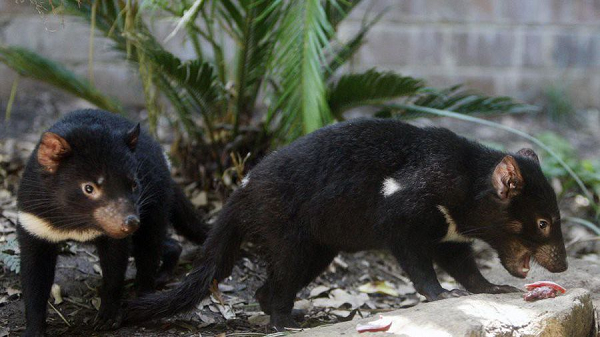 Điều này thật sự rất thú vị và tuyệt vời, nghiên cứu đã chỉ ra được khả năng diệt các siêu vi khuẩn kháng kháng sinh bằng các tổ hợp chiết suất từ sữa của loài quỷ Tasmania