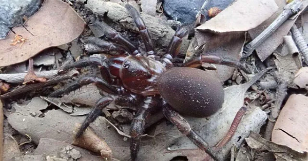 Những con nhện cửa sập thường có tuổi thọ từ 5 - 20 năm. Trong khi những con cái chỉ loanh quanh gần hang, con đực rời đi khi trưởng thành để tìm bạn đời.