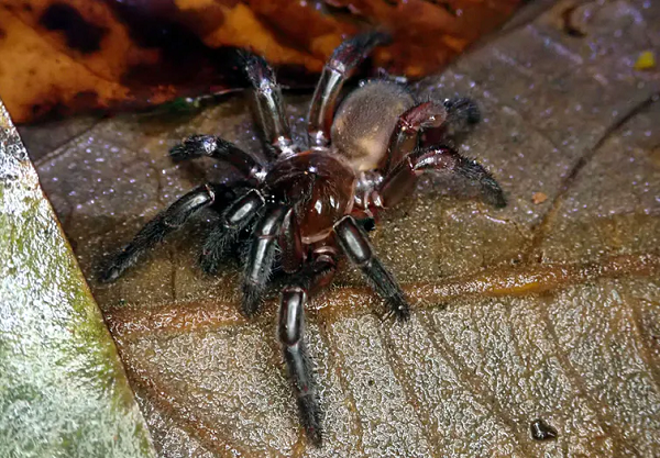 Nếu như giả thuyết của Harrison được công nhận, loài nhện này sẽ là một trong hai sinh vật có khả năng di cư qua biển sang hẳn một lục địa mới.