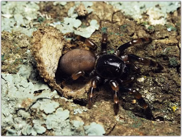 Trông khá đáng sợ nhưng chúng không phải là mối đe dọa lớn đối với con người, dù vết cắn có thể gây sưng tấy và đau nhức.