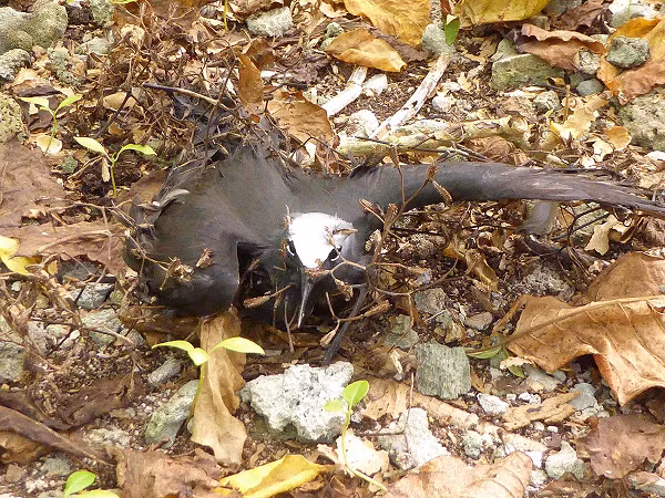 Vậy hành vi tự nhiên này có mang đến lợi ích cho cây Pisonia? Một nhà sinh thái học thuộc Đại học Victoria (Australia), qua phân tích những cây con mọc lên gần xác chim trên đảo Cousin, đã không phát hiện bằng chứng nào cho thấy hạt ở đây nảy mầm tốt hơn.