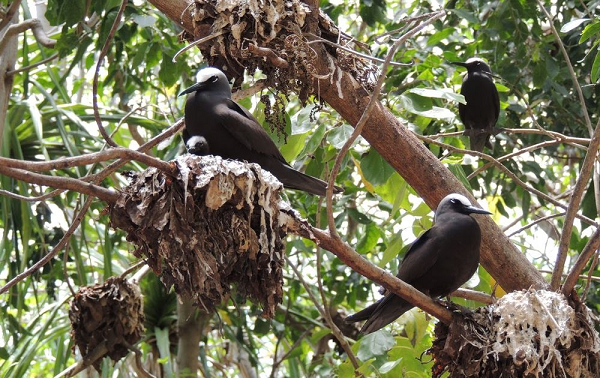 Số phận của những con chim lớn bị dính bẫy cũng không khá khẩm hơn. Chúng không thể bay và chết trên cây khiến xác khô của chúng treo lủng lẳng.