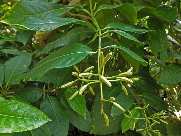 Chim non nở ra thường có kết quả rất bi thảm. Do chúng thường ở quanh các cành cây nên bị những chùm quả nhầy dính chặt, tạo sức nặng khiến chúng bị rơi xuống đất và cuối cùng chết vì đói, hoặc trở thành thức ăn cho loài thú ăn xác thối.