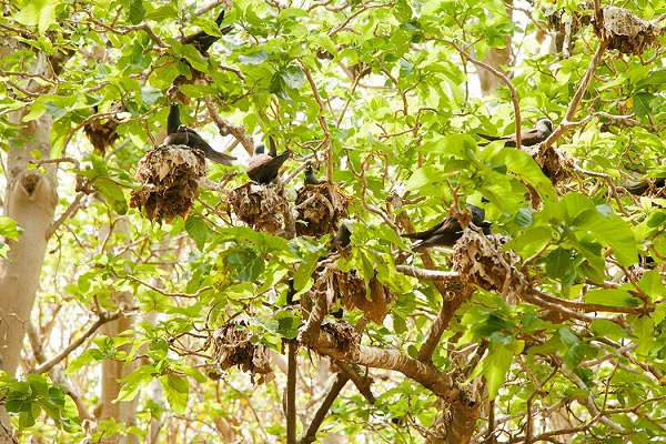 Sau khi nghiên cứu, các nhà khoa học kết luận rằng, một phần tư chim nhạn trắng và gần một phần mười chim biển nhiệt đới trên đảo Cousin đã bị giết chết bằng những hạt nhầy của cây Pisonia.