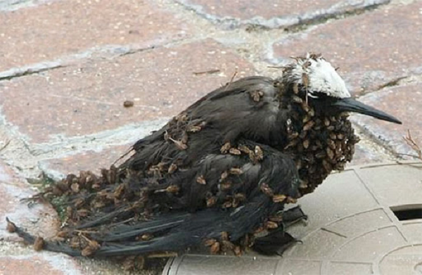 Cây bắt chim thuộc chi thực vật Pisonia. Cây Pisonia ra hoa hai lần một năm, trùng hợp một cách tự nhiên với thời gian số lượng lớn chim biển đến quần đảo này làm tổ trên cây.