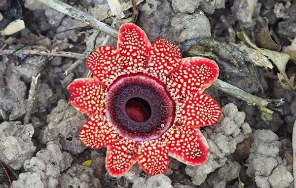 Đây là một loài rất hiếm gặp vì chúng chỉ xuất mỗi năm một lần và mọc ở những đỉnh núi cao ngất thuộc cao nguyên Lâm Viên và đỉnh Fansipan.