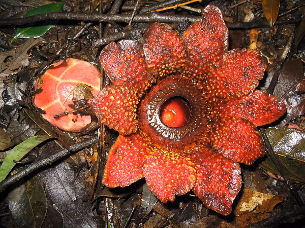  Loài hoa Sapria Himalayana (địa nhãn Himalayana) không có lá, thân hay rễ, không thể tạo thức ăn bằng cách quang hợp. Chúng tồn tại cả cuộc đời bằng cách hút chất dinh dưỡng từ những cây nho mọc trong rừng nhiệt đới Borneo.