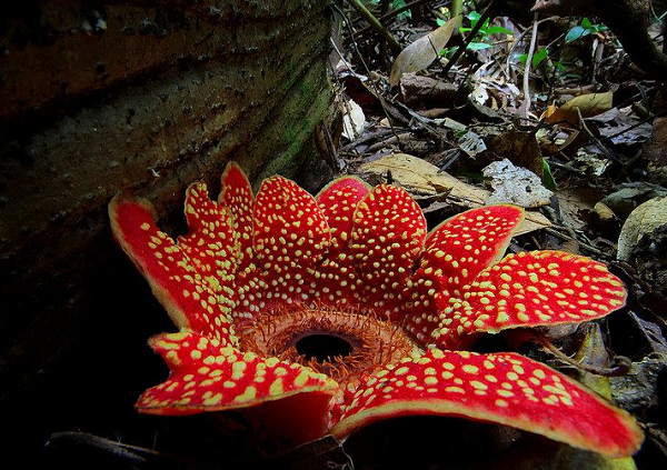 Loài hoa không thân, không lá. Hoa cái có một buồng đính phôi, khúc khuỷu, mang nhiều noãn đảo sinh.