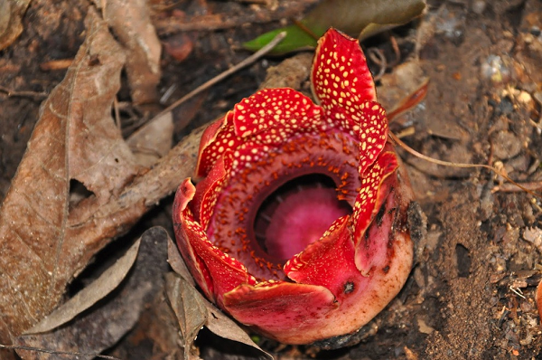 Theo một nghiên cứu, loài hoa này mất khoảng 44% số gene thường thấy ở thực vật có hoa. Sapria loại bỏ hoàn toàn các di truyền còn sót lại của lục lạp, vốn là các cơ quan tế bào thực hiện quang hợp.