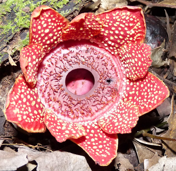 Ngay cả các nhà nghiên cứu chuyên ngành về thực vật cũng ước mong một lần được chiêm ngưỡng vẻ đẹp mê hồn của loài hoa ký sinh Sapria, không diệp lục lớn nhất Đông nam Á như Sapria.